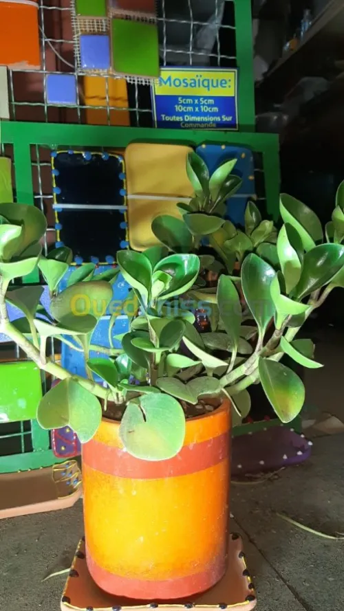 Vases Céramiques avec Plantes Naturell