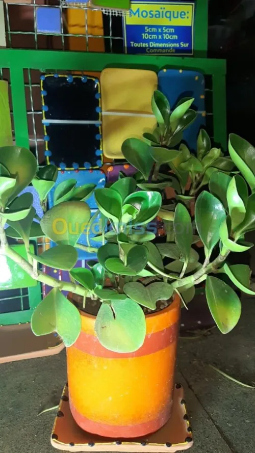 Vases Céramiques avec Plantes Naturell