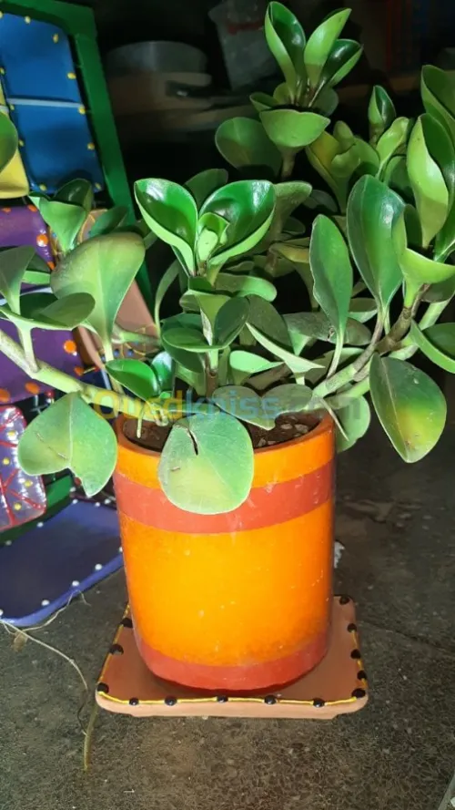 Vases Céramiques avec Plantes Naturell