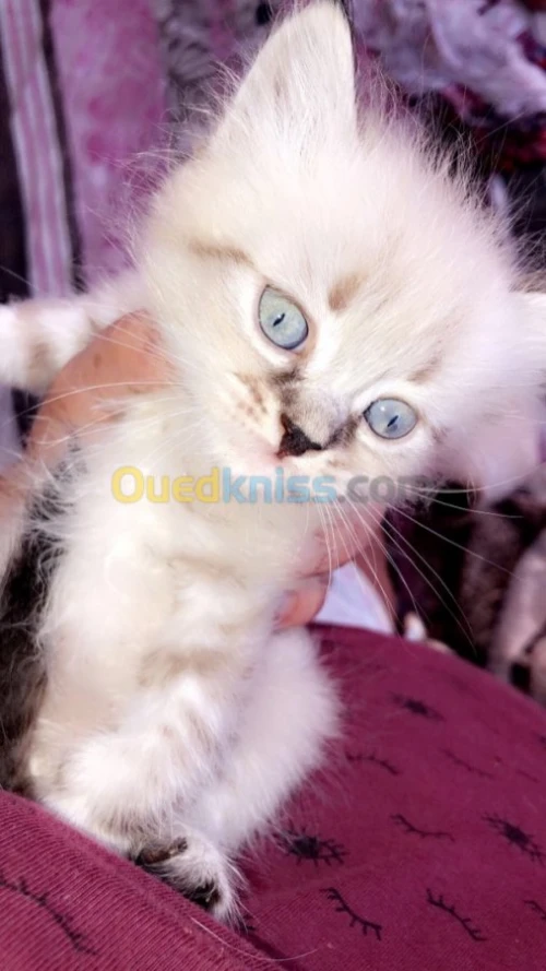 Chats persan pure race 