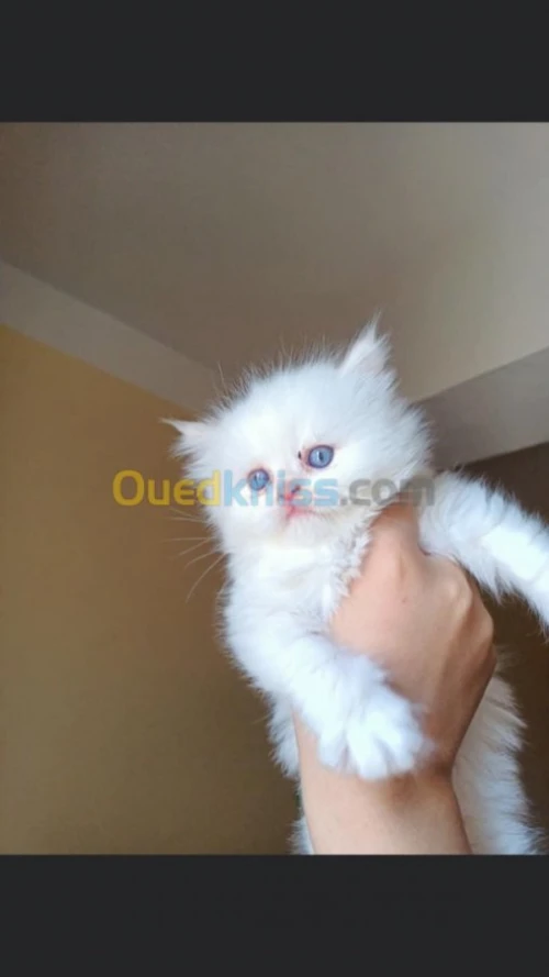 Chats persan pure race 