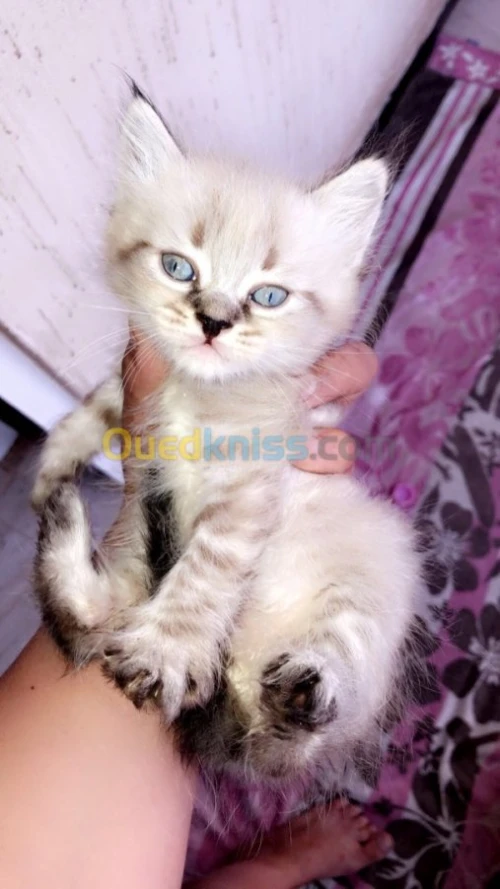 Chats persan pure race 