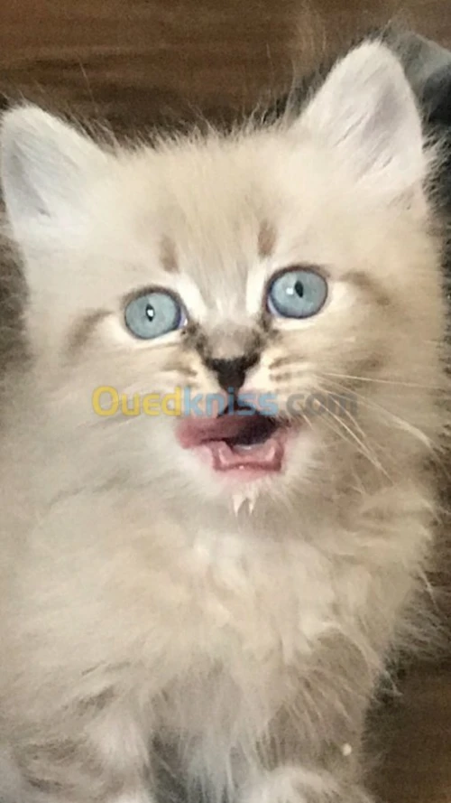 Chats persan pure race 