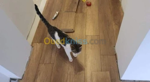 Pose parquet, gerflex, moquette