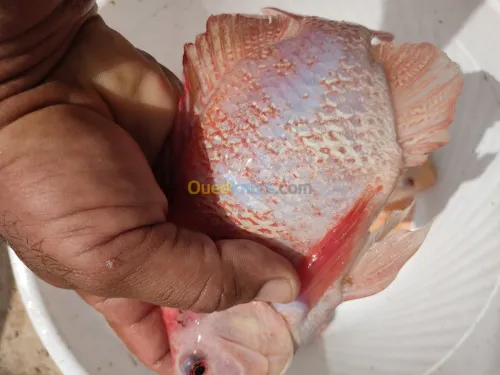 Tilapia carpe koï poisson chat