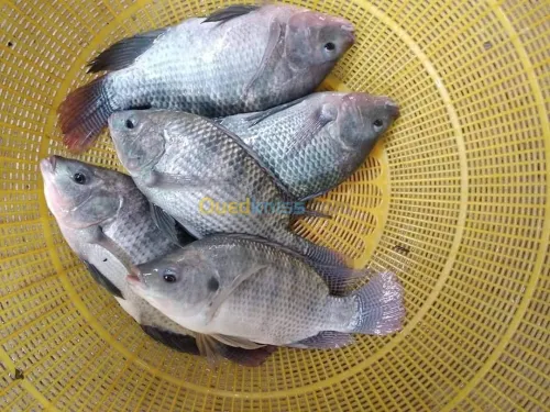 Tilapia carpe koï poisson chat