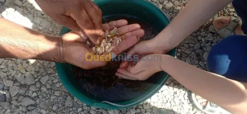 Tilapia carpe koï poisson chat