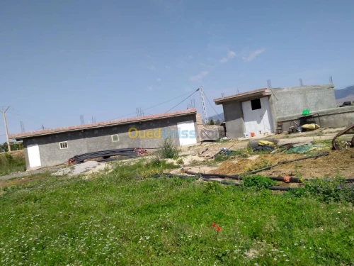 Vente Terrain Agricole Khenchela Ensigha
