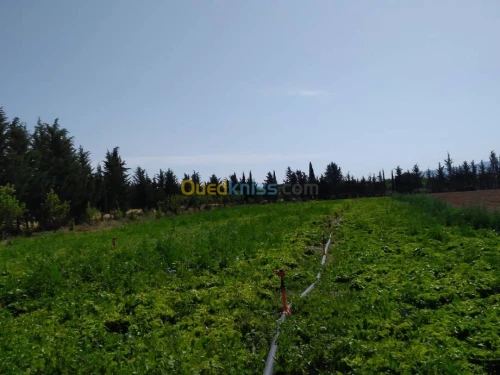 Vente Terrain Agricole Khenchela Ensigha