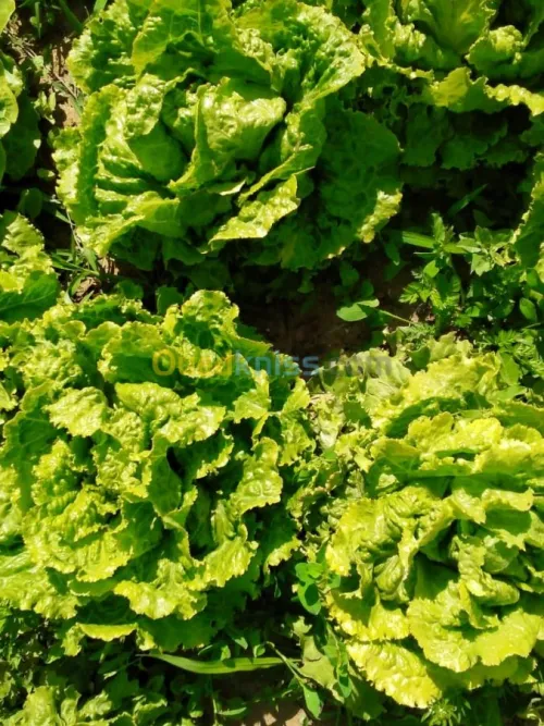 Vente Terrain Agricole Khenchela Ensigha