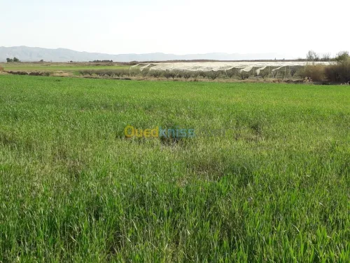 Vente Terrain Agricole Khenchela Ensigha