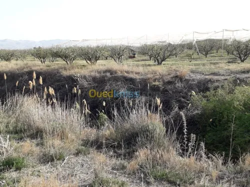Vente Terrain Agricole Khenchela Ensigha