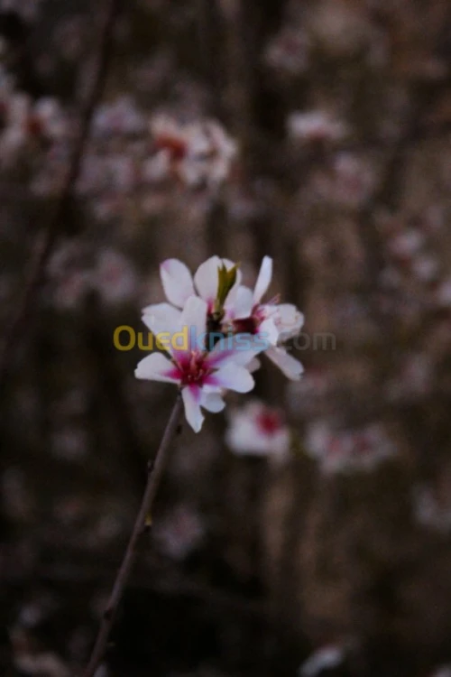 photographe et art visuel 