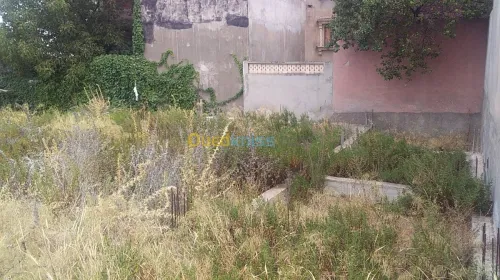 Vente Terrain Constantine Constantine