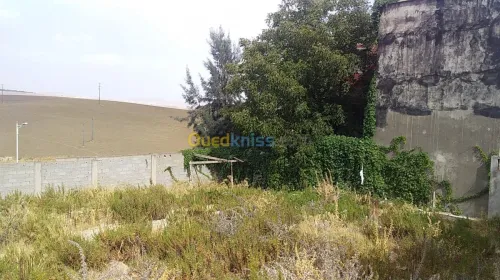 Vente Terrain Constantine Constantine