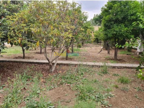 Location Duplex F3 Constantine Constantine