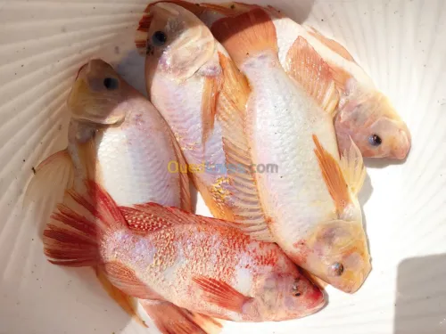 Tilapia rouge tilapia nilotica c