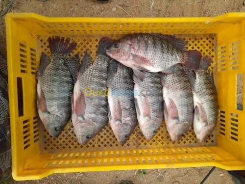 Tilapia rouge tilapia nilotica c