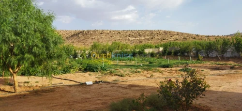 Vente Terrain Agricole Djelfa Djelfa