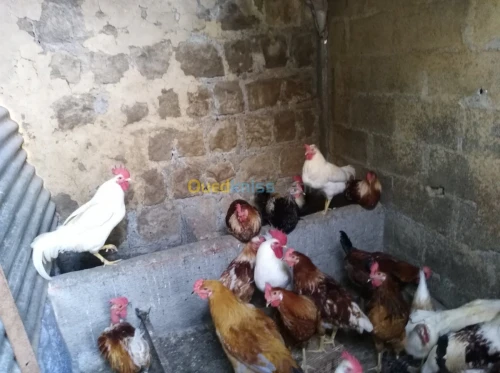 Poule kabyle et Brahma et fyomi