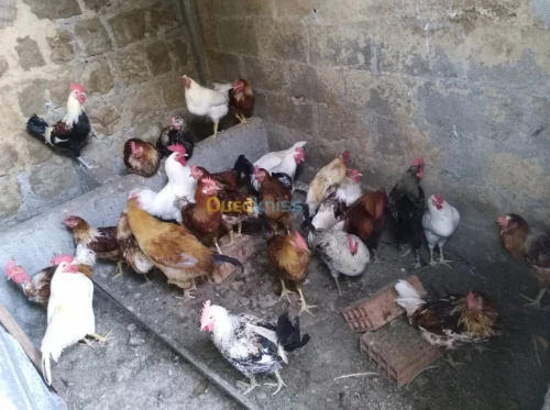 Poule kabyle et Brahma et fyomi