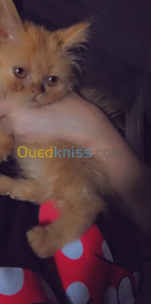 Persan à vendre 