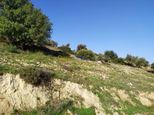 Vente Terrain Bejaia Amalou