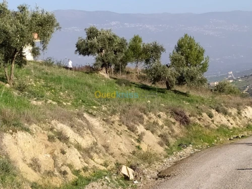 Vente Terrain Bejaia Amalou