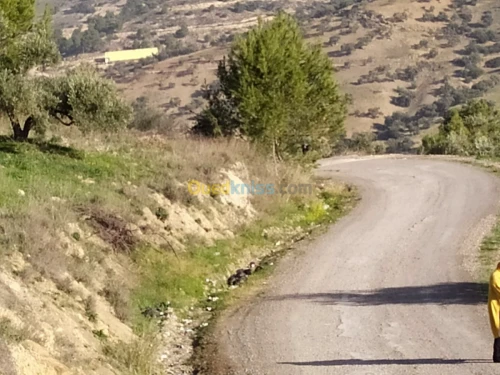 Vente Terrain Bejaia Amalou