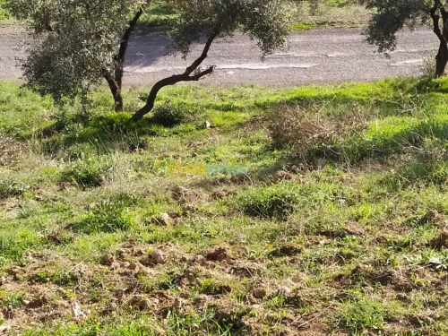 Vente Terrain Bejaia Amalou