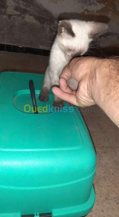 Chat siamoi