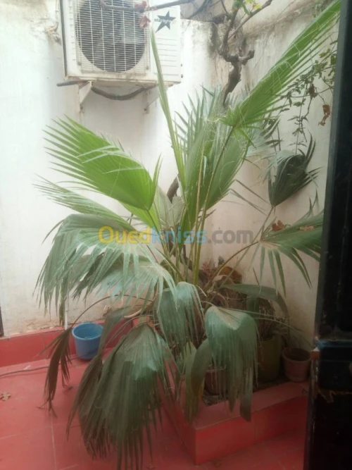 Vente Villa Blida Mouzaia
