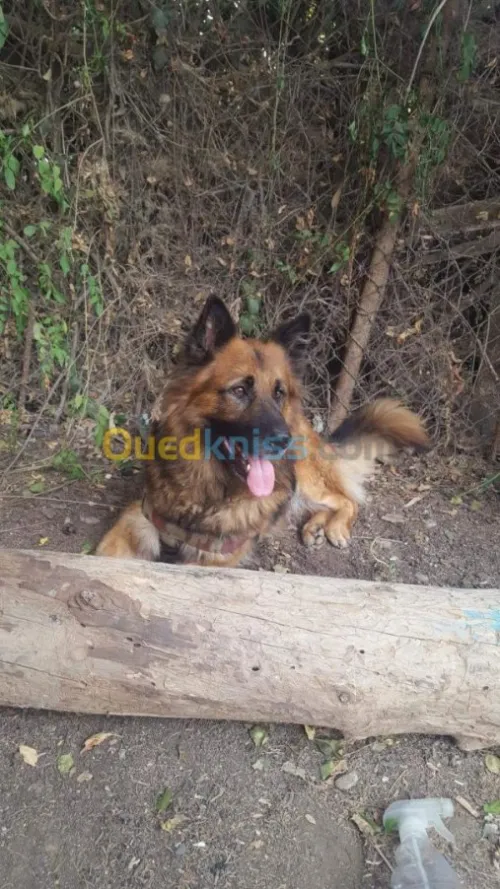 Berger poil long pour couplage