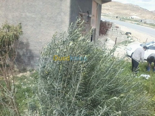 Vente Appartement F3 Batna Teniet el abed