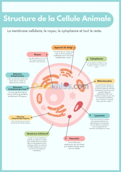 Creation des designs 