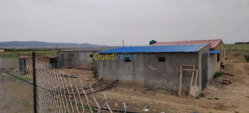 Vente Terrain Agricole Khenchela Kais