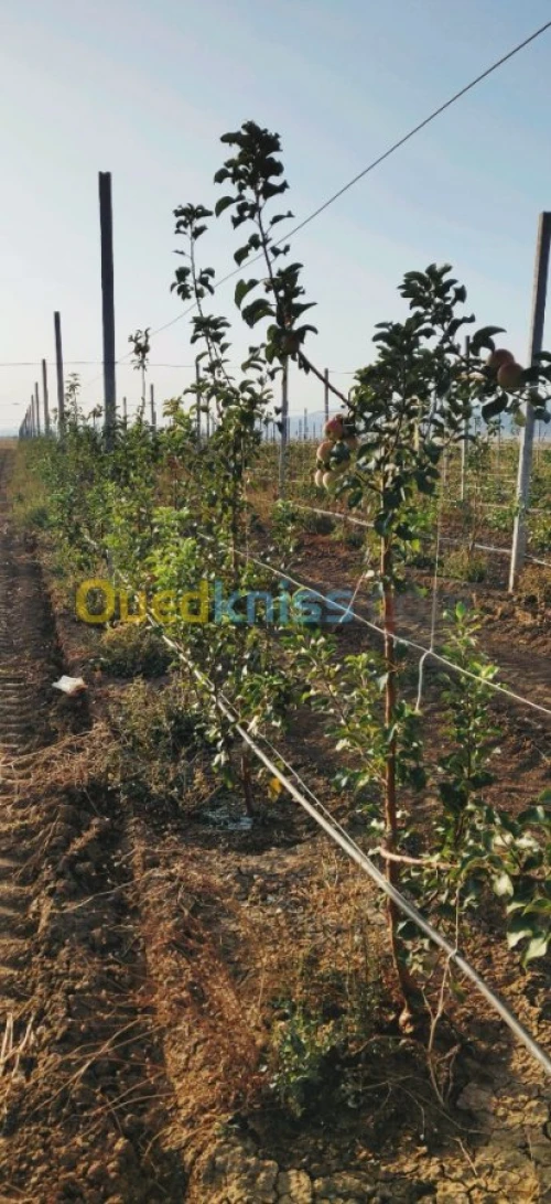 Vente Terrain Agricole Khenchela Kais