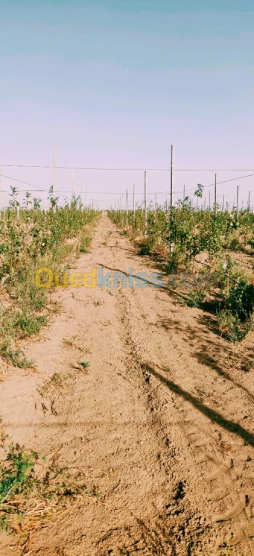 Vente Terrain Agricole Khenchela Kais