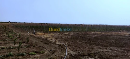 Vente Terrain Agricole Khenchela Kais
