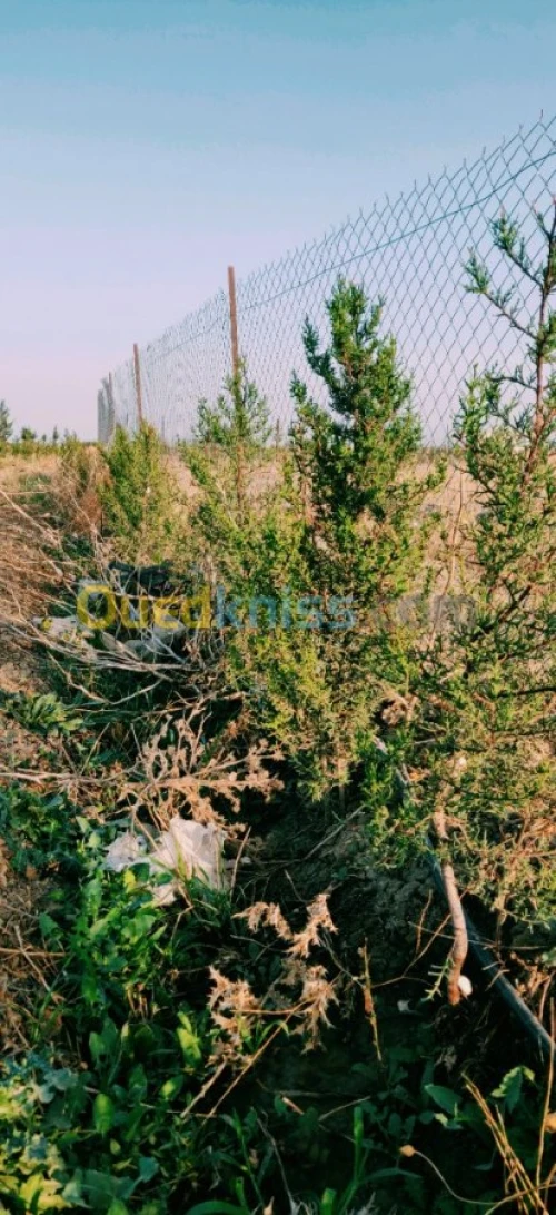 Vente Terrain Agricole Khenchela Kais