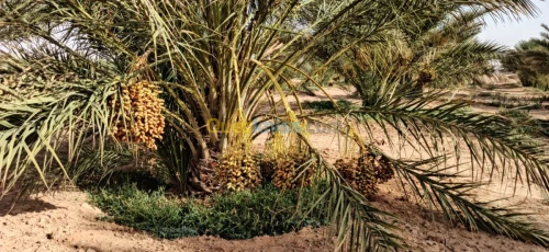 Vente Terrain Agricole El oued El mghair