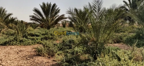 Vente Terrain Agricole El oued El mghair