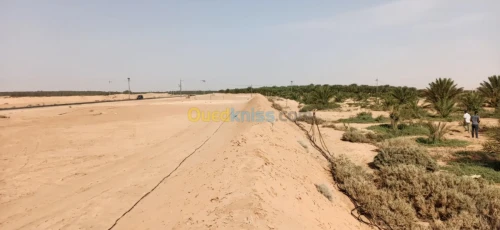 Vente Terrain Agricole El oued El mghair
