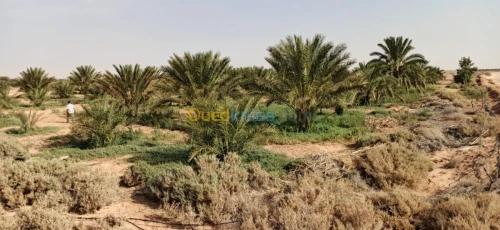 Vente Terrain Agricole El oued El mghair