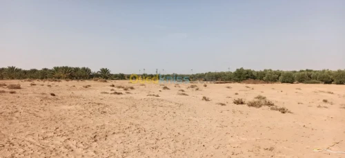 Vente Terrain Agricole El oued El mghair