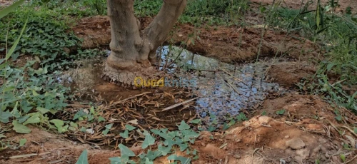 Vente Terrain Agricole El oued El mghair