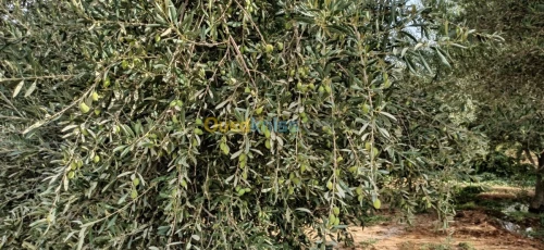 Vente Terrain Agricole El oued El mghair