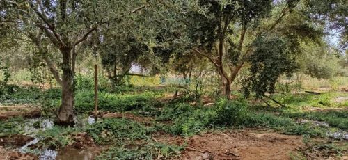 Vente Terrain Agricole El oued El mghair