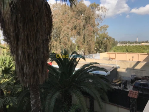 Location Immeuble Alger Les eucalyptus