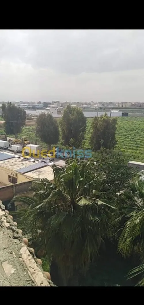 Location Immeuble Alger Les eucalyptus